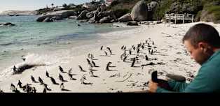 Happy Feet: Taylor Funk and Nick Carlson visit the penguins at Boulders Beach