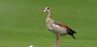 2026 Joburg Open: day one digest