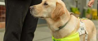 Guide Dogs: Official Charity of Betfred British Masters