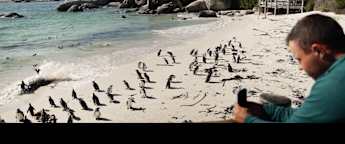 Happy Feet: Taylor Funk and Nick Carlson visit the penguins at Boulders Beach