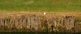 WATCH | Jacques Kruyswijk has interesting day with the putter