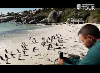 Happy Feet: Taylor Funk and Nick Carlson visit the penguins at Boulders Beach