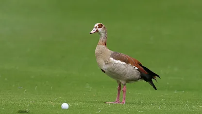 image: 2026 Joburg Open: day one digest